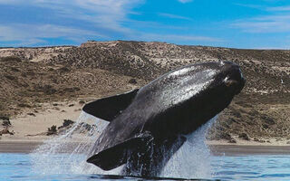 Buenos Aires a poloostrov Valdés – setkání s přírodou a pozorování velryb a tučňáků - ilustrační fotografie