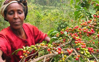 Cesta Po Kávových Plantážích V Keni - 11 Dní - ilustrační fotografie