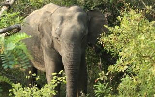 Dobrodružné Safari A Kultura Na Srí Lance - 9 Dní - ilustrační fotografie