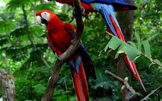 Exotická Příroda Kostariky - 12 Dní - ilustrační fotografie