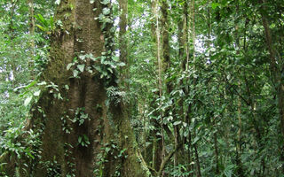 Fascinující Deštné Pralesy Kostariky - 9 Dní - ilustrační fotografie