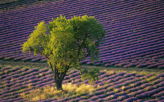 Francie - Malířská Provence A Krásy Azurového Pobřeží - ilustrační fotografie