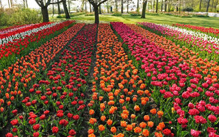 Holandsko A Nejkrásnější Zahrady Německa ** - ilustrační fotografie