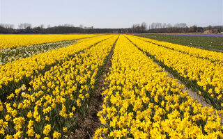 Jarní Benelux a květinový park Keukenhof - ilustrační fotografie
