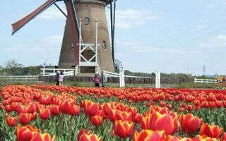 Jarní Holandsko - ilustrační fotografie
