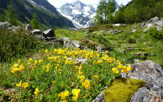 Kaunertal a Pitztal - Alpský kozoroh - ilustrační fotografie