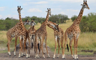 Keňa - Poznávání, Safari A Relax S All Inclusive - ilustrační fotografie