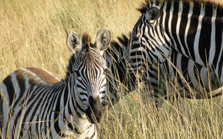 Koupání V Exotické Dubaji A Dobrodružné Safari V Keni - 9 Dní - ilustrační fotografie