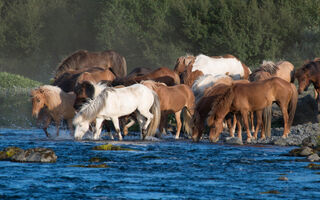 Krása Islandských Koní A Polární Záře Na Islandu - ilustrační fotografie