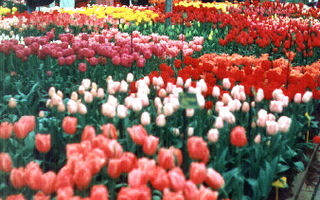 Květinové Holandsko A Romantická Belgie  V Době Jarního Květu. - ilustrační fotografie