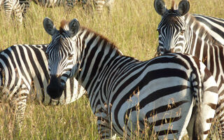 Luxusní Masai Mara Safari S Pobytem U Oceánu - Mombasa Continental Resort 4* - ilustrační fotografie