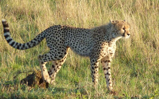 Luxusní Masai Mara Safari V Keni - 8 Dní - ilustrační fotografie