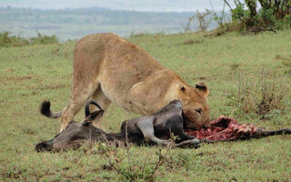 Luxusní Safari V Keni - 8 Dní - ilustrační fotografie