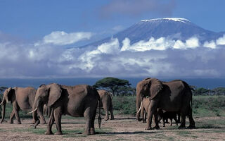 Luxusní Safari - Zlatá Klasika Tanzánie - ilustrační fotografie