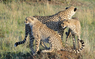 Luxusní Serengeti A Ngorongoro Safari V Tanzanii - 9 Dní - ilustrační fotografie