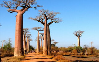 Madagaskar - ilustrační fotografie