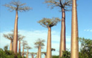 Madagaskar - Ostrov Lemurů A Baobabů - ilustrační fotografie
