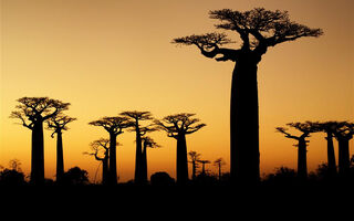 Madagaskar - ostrov přírodních krás - ilustrační fotografie