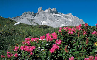 Montafon - alpská zahrada - ilustrační fotografie
