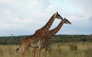 Mt.Meru, Samburu, Mt. Kenya, Jezero Nakuru A Masai Mara Safari - 12 Dní - ilustrační fotografie