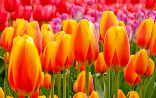 Nizozemsko - Holandsko - Květinové Korzo - ilustrační fotografie