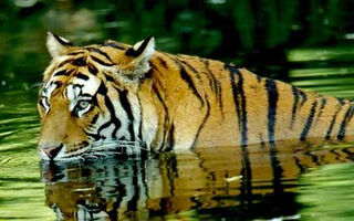 Objevování Indie A Tygří Safari V Np Corbett - 11 Dní - ilustrační fotografie