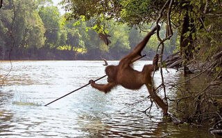 Pozorování Orangutanů V Divoké Přírodě S Pobytem Na Ostrově Bali – 12 Dní - ilustrační fotografie