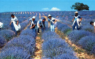Provence s vůní levandule letecky - ilustrační fotografie