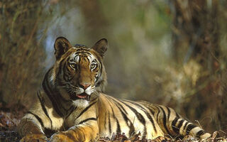 Tajuplné Chrámy A Safari V Nejkrásnějších Národních Parcích Indie - 15 Dní - ilustrační fotografie