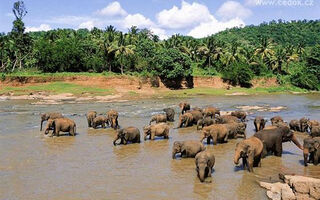 Zeleným Rájem Srí Lanky - ilustrační fotografie