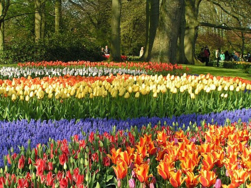 Belgie a Holandsko s květinovým korzem