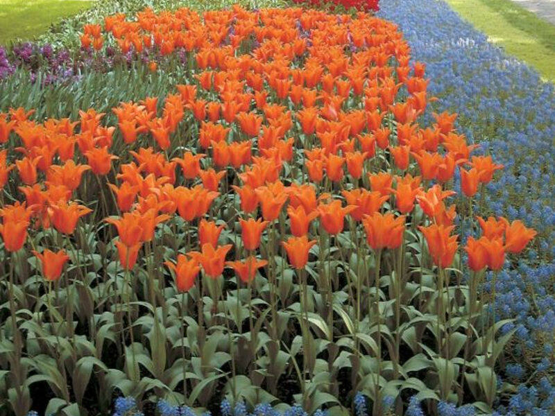 Benelux - Květinové Korzo