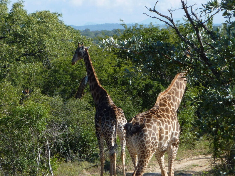 Camping Kruger Safari S Návštěvou Svazijska – 11 Dní
