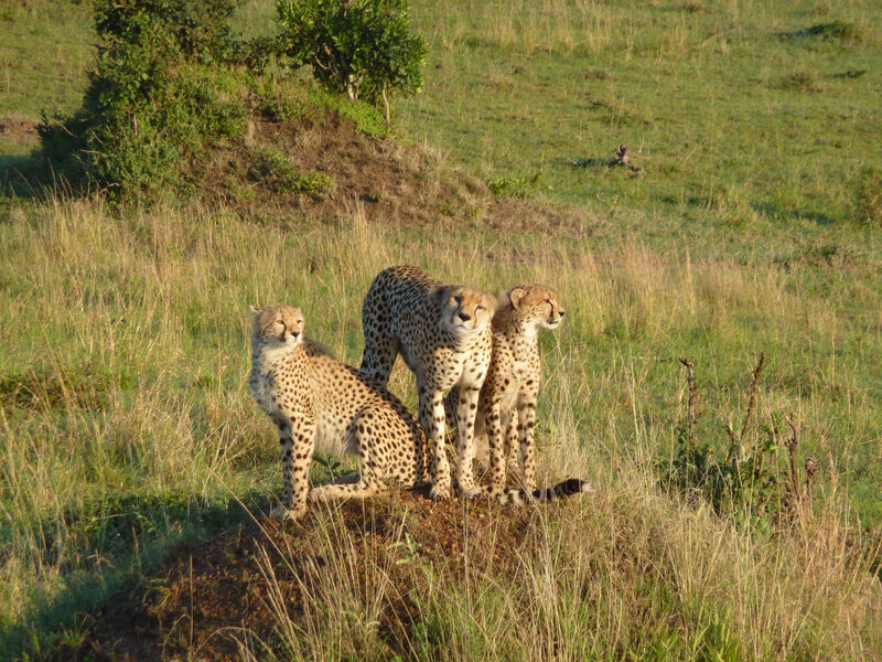 Camping Masai Mara Safari V Keni - 7 Dní