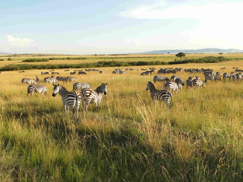 Camping Masai Mara Safari V Keni - 7 Dní