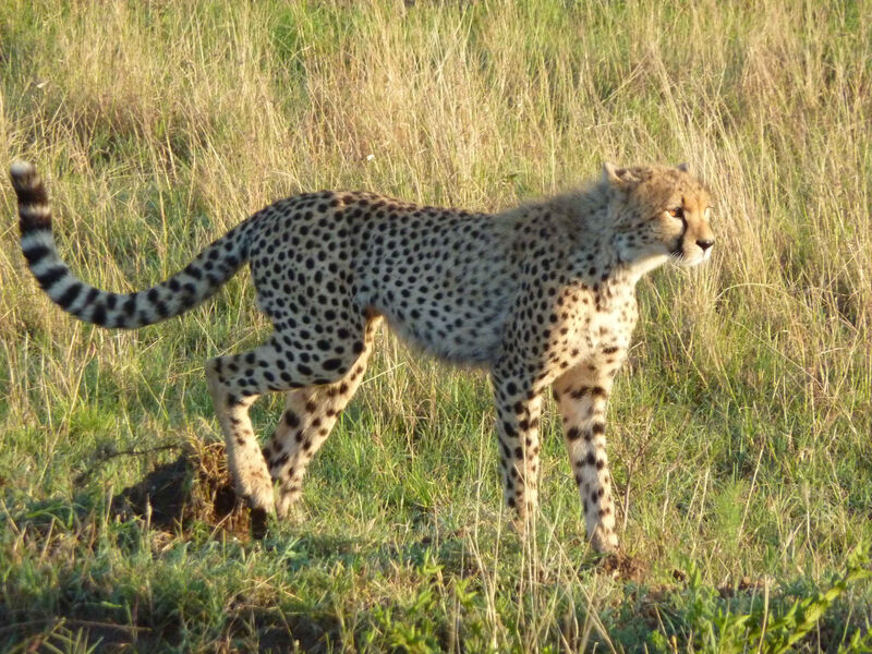 Camping Masai Mara Safari V Keni S Česky Hovořícím Průvodcem - 7 Dní