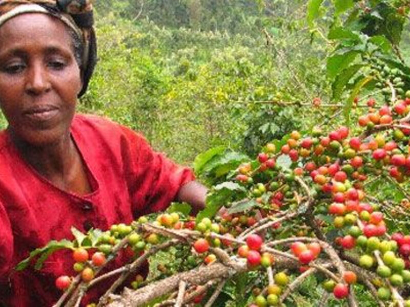 Cesta Po Kávových Plantážích V Keni - 11 Dní