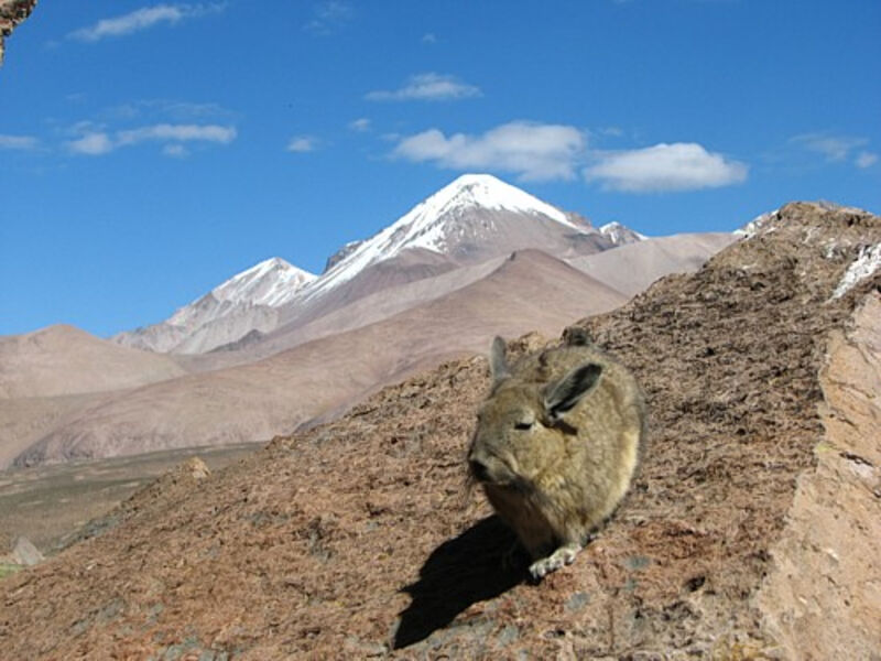 Chile – Andy a Atacama
