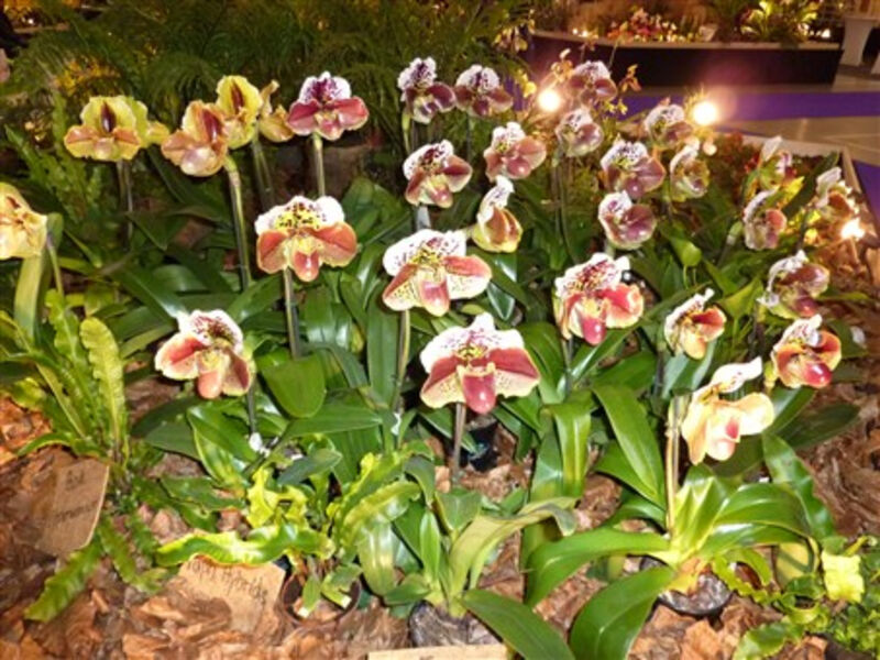 Drážďany, Míšeň, kamélie v Pillnitz a výstava orchidejí 2014