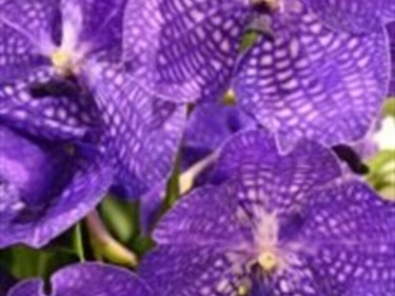 Drážďany, Míšeň, kamélie v Pillnitz a výstava orchidejí