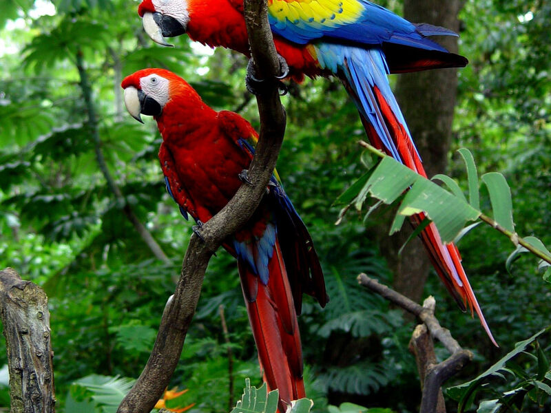 Exotická Příroda Kostariky - 12 Dní