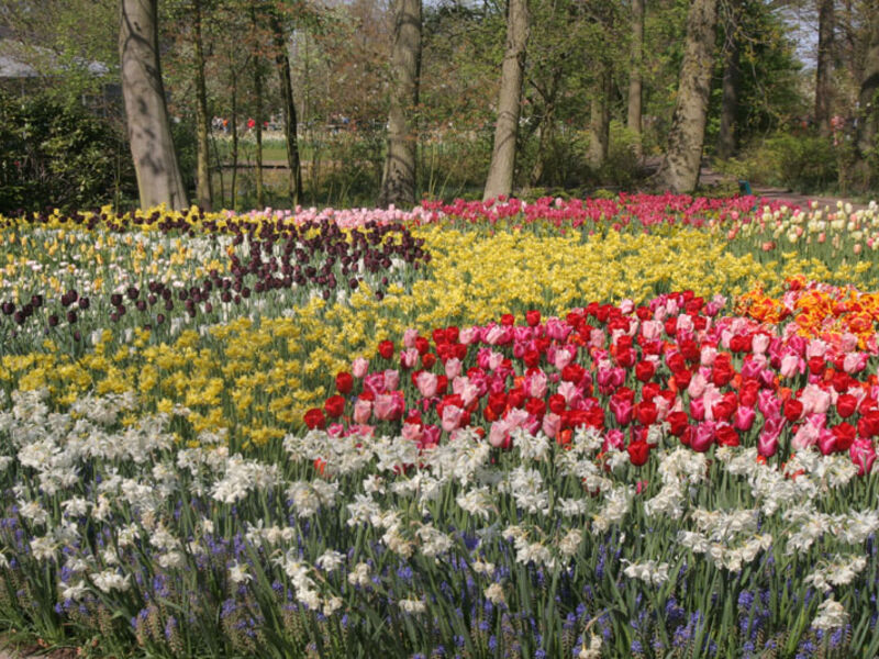 Holandsko - Květinové Korzo