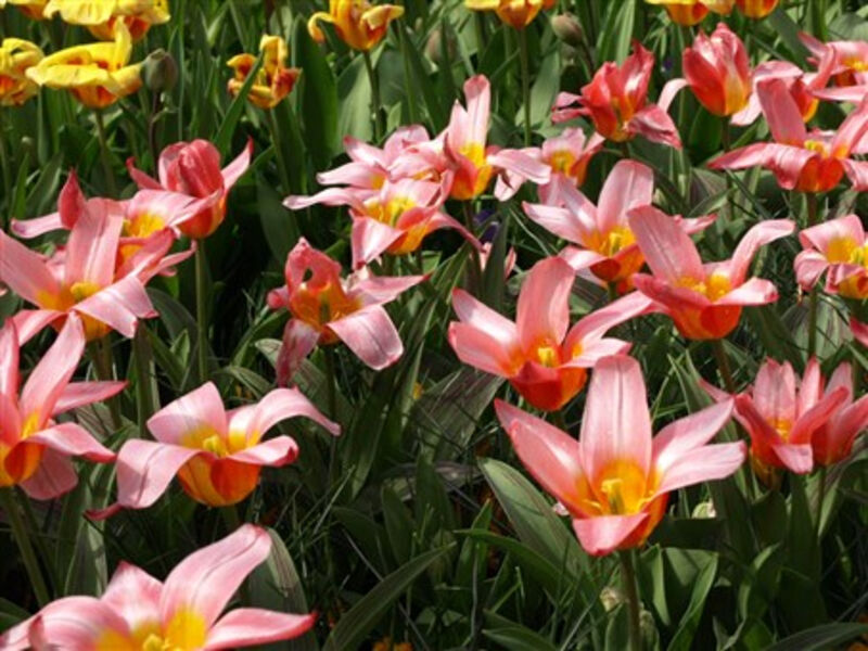 Holandsko, Velikonoce v zemi tulipánů 2014