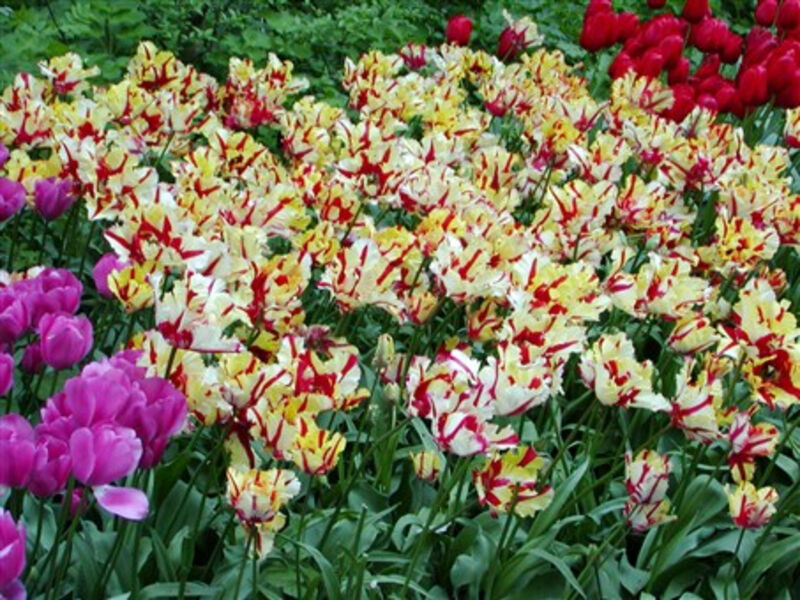 Holandsko, Velikonoce v zemi tulipánů
