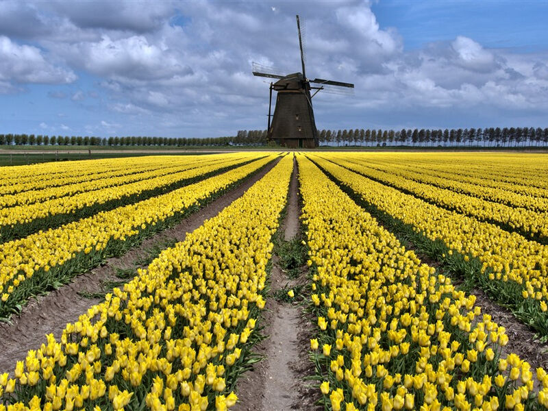 Holandsko - země tulipánů a květinové korzo