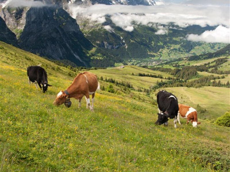 Hvězdný trojlístek - Jungfrau, Mönch, Eiger a srdce Švýcarska - pobyt s výlety