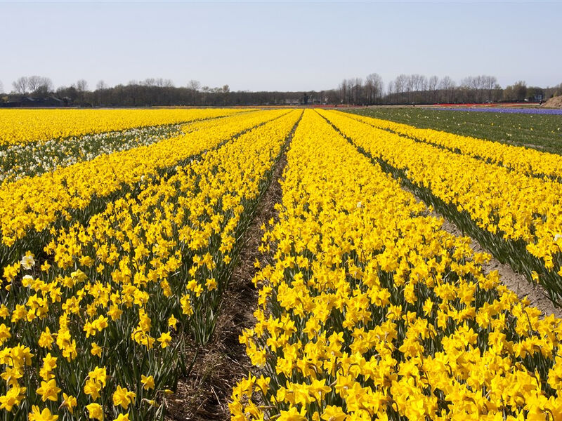 Jarní Benelux a květinový park Keukenhof