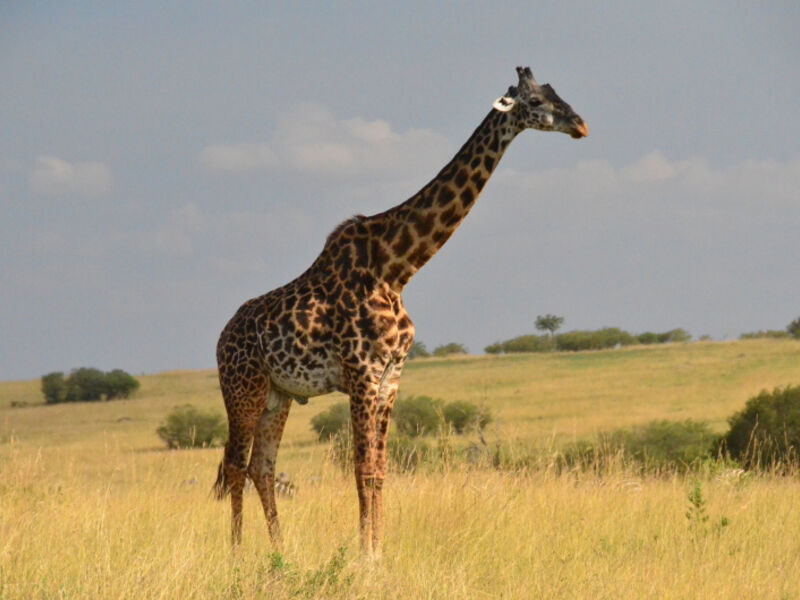 Keňa - Poznávání, Safari A Relax S All Inclusive