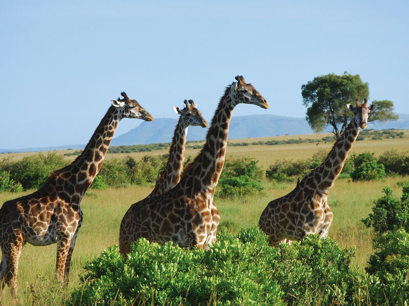 Keňa -  safari i pobyt u Indického oceánu