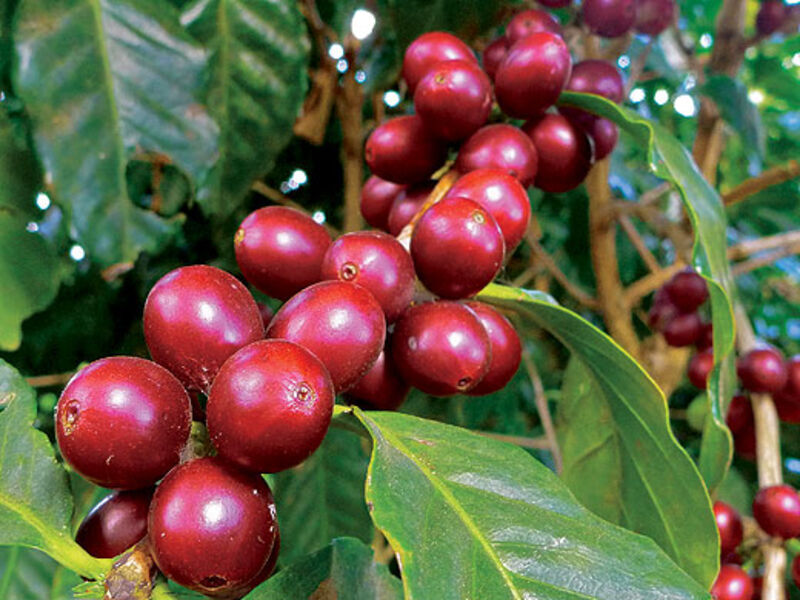 Kostarika s vůní kávy